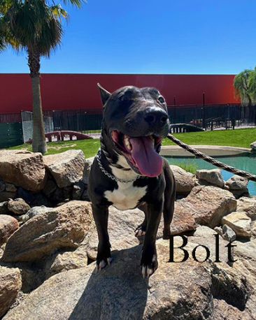 Bolt